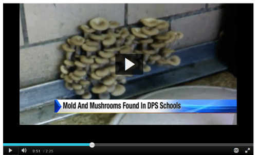 DPS mushrooms